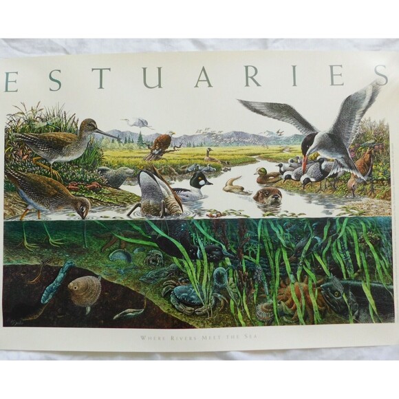 Vintage Art Poster 1995 Larry W. Duke, ESTUARIES 36x24 Nature Coastal NOAA NOS - Picture 15 of 15